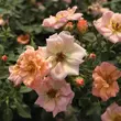 Kép 2/3 - Rosa 'Rift™' - rózsaszín - talajtakaró rózsa