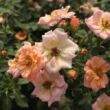Rosa 'Rift™' - rózsaszín - talajtakaró rózsa