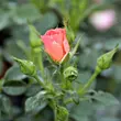 Kép 3/3 - Rosa 'Rift™' - rózsaszín - talajtakaró rózsa