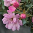 Rosa 'Easy Cover®' - rózsaszín - talajtakaró rózsa