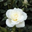 Kép 1/3 - Rosa 'Kent Cover ®' - fehér - talajtakaró rózsa