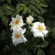 Rosa 'Kent Cover ®' - fehér - talajtakaró rózsa