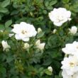 Kép 3/3 - Rosa 'Kent Cover ®' - fehér - talajtakaró rózsa