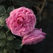 Kép 2/3 - Rosa 'Naomi™' - rózsaszín - nosztalgia rózsa