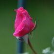 Rosa 'Naomi™' - rózsaszín - nosztalgia rózsa