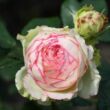 Rosa 'Biedermeier®' - fehér - rózsaszín - törpe - mini rózsa