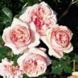 Rosa 'Aphrodite®' - rózsaszín - nosztalgia rózsa