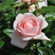 Rosa 'Aphrodite®' - rózsaszín - nosztalgia rózsa