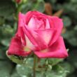 Rosa 'Acapella®' - rózsaszín - teahibrid rózsa