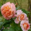 Rosa 'Augusta Luise®' - sárga - nosztalgia rózsa