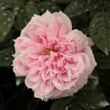 Kép 1/3 - Rosa 'Schöne Maid®' - rózsaszín - nosztalgia rózsa
