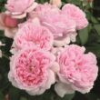 Kép 2/3 - Rosa 'Schöne Maid®' - rózsaszín - nosztalgia rózsa