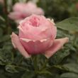 Kép 3/3 - Rosa 'Schöne Maid®' - rózsaszín - nosztalgia rózsa