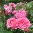 Rosa 'Romina®' - rózsaszín - nosztalgia rózsa