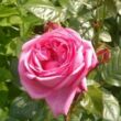 Rosa 'Romina®' - rózsaszín - nosztalgia rózsa
