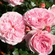 Kép 2/3 - Rosa 'Mariatheresia®' - rózsaszín - virágágyi floribunda rózsa
