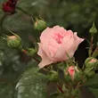 Kép 3/3 - Rosa 'Mariatheresia®' - rózsaszín - virágágyi floribunda rózsa