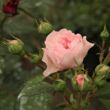 Rosa 'Mariatheresia®' - rózsaszín - virágágyi floribunda rózsa