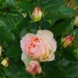 Rosa 'Pastella®' - fehér - rózsaszín - virágágyi floribunda rózsa
