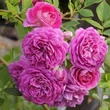 Kép 2/3 - Rosa 'Starlet®-Rose Melina®' - lila - climber, futó rózsa