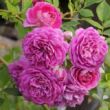 Rosa 'Starlet®-Rose Melina®' - lila - climber, futó rózsa