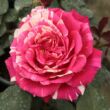 Kép 1/3 - Rosa 'Best Impression®' - rózsaszín - fehér - teahibrid rózsa