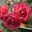 Kép 2/3 - Rosa 'Best Impression®' - rózsaszín - fehér - teahibrid rózsa