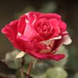 Rosa 'Best Impression®' - rózsaszín - fehér - teahibrid rózsa