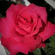 Kép 1/3 - Rosa 'Alec's Red™' - vörös - teahibrid rózsa