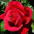 Kép 2/3 - Rosa 'Alec's Red™' - vörös - teahibrid rózsa