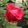 Kép 3/3 - Rosa 'Alec's Red™' - vörös - teahibrid rózsa