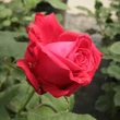 Kép 3/3 - Rosa 'Alec's Red™' - vörös - teahibrid rózsa