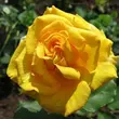 Kép 1/3 - Rosa 'Anika™' - sárga - teahibrid rózsa