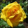 Kép 2/3 - Rosa 'Anika™' - sárga - teahibrid rózsa