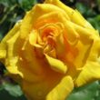 Kép 3/3 - Rosa 'Anika™' - sárga - teahibrid rózsa