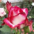 Rosa 'Hessenrose™' - rózsaszín - fehér - teahibrid rózsa