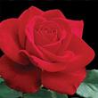 Kép 1/3 - Rosa 'Olympiad™' - vörös - teahibrid rózsa