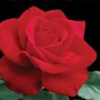 Kép 1/3 - Rosa 'Olympiad™' - vörös - teahibrid rózsa