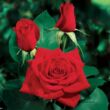 Kép 2/3 - Rosa 'Olympiad™' - vörös - teahibrid rózsa