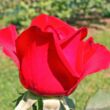 Rosa 'Olympiad™' - vörös - teahibrid rózsa