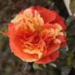 Kép 1/3 - Rosa 'Papagena™' - sárga - narancssárga - virágágyi floribunda rózsa