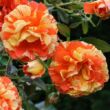 Rosa 'Papagena™' - sárga - narancssárga - virágágyi floribunda rózsa