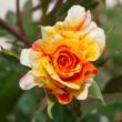 Rosa 'Papagena™' - sárga - narancssárga - virágágyi floribunda rózsa