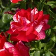 Kép 2/3 - Rosa 'Papageno™' - rózsaszín - fehér - virágágyi floribunda rózsa