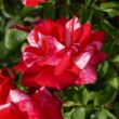 Rosa 'Papageno™' - rózsaszín - fehér - virágágyi floribunda rózsa