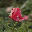 Rosa 'Papageno™' - rózsaszín - fehér - virágágyi floribunda rózsa