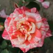 Kép 1/3 - Rosa 'Philatelie™' - vörös - fehér - teahibrid rózsa