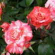 Rosa 'Philatelie™' - vörös - fehér - teahibrid rózsa