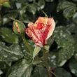 Kép 3/3 - Rosa 'Philatelie™' - vörös - fehér - teahibrid rózsa