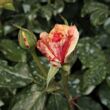 Rosa 'Philatelie™' - vörös - fehér - teahibrid rózsa